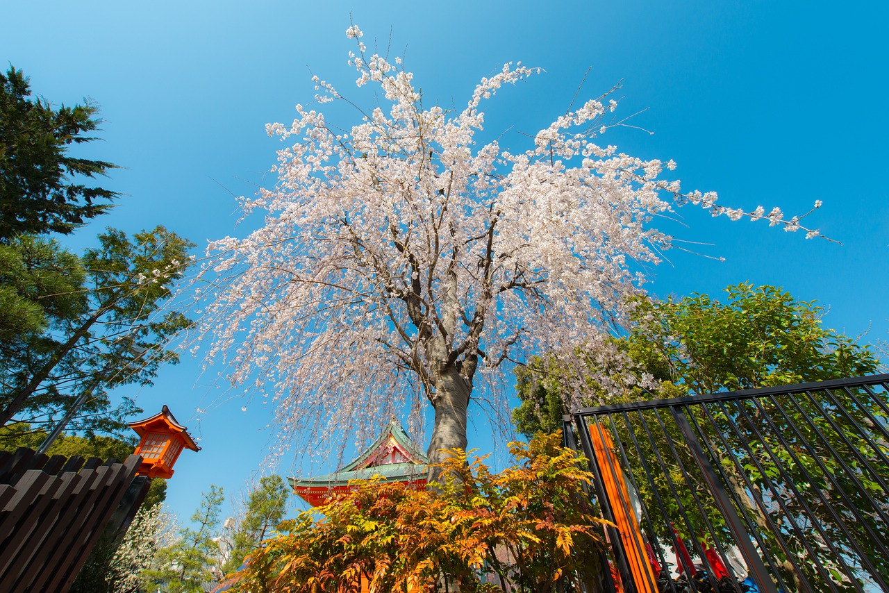 兰州赏花攻略，春季赏花指南