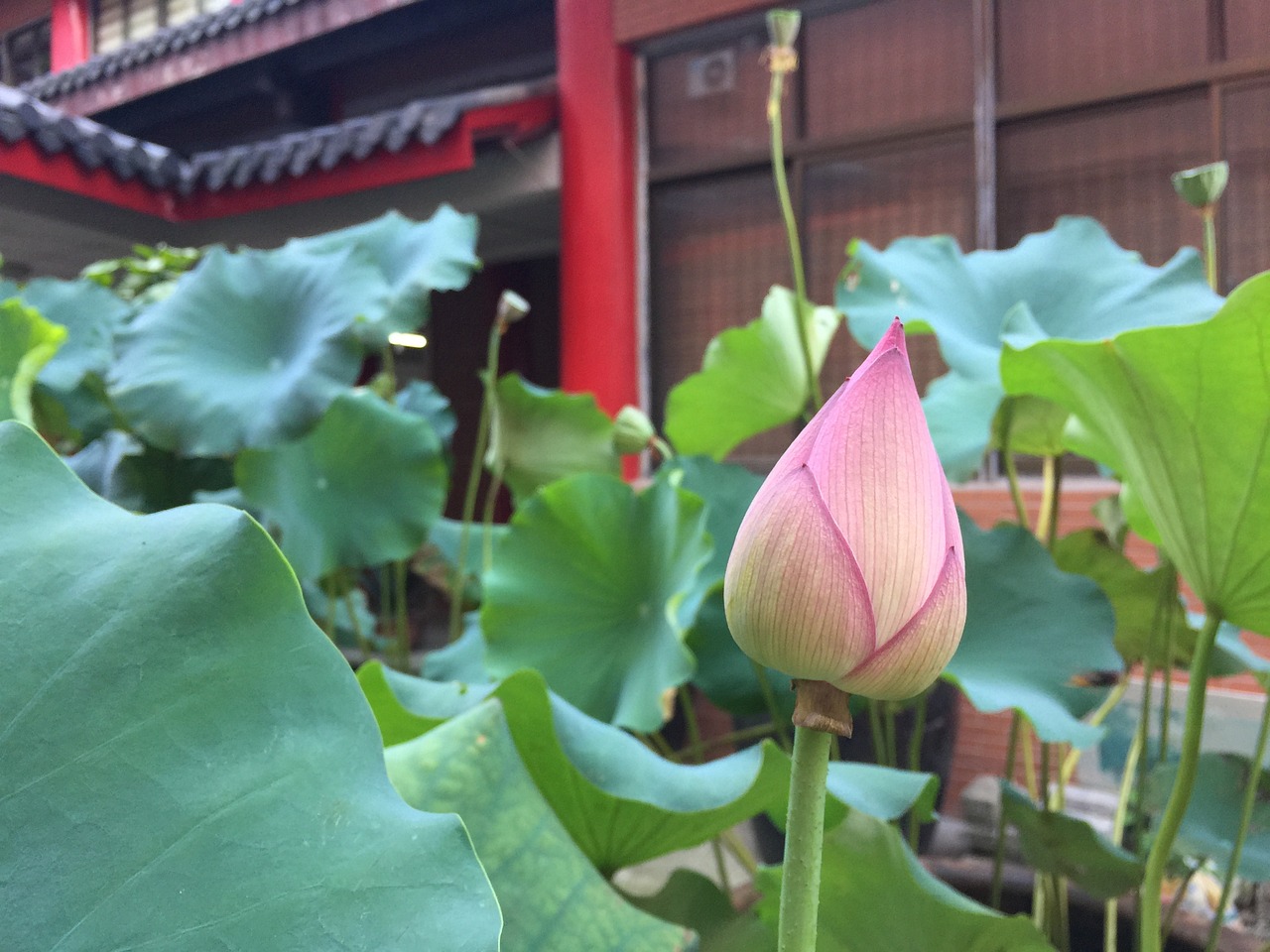 52度荷花酒价格表及市场分析